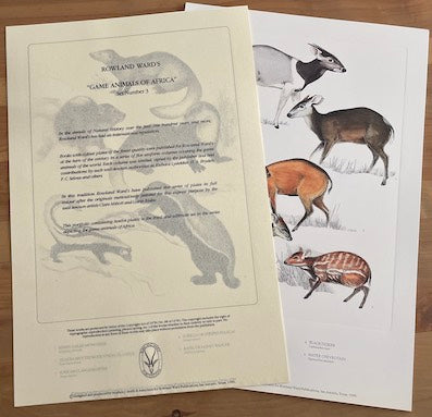 Game Animals of Africa – Halseton & Co